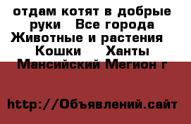 отдам котят в добрые руки - Все города Животные и растения » Кошки   . Ханты-Мансийский,Мегион г.